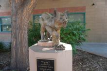 bronze statue of the school mascot: a lynx